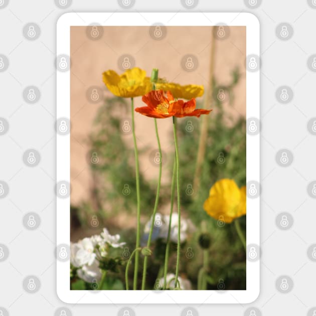 Rust Orange and Butter Yellow Poppies Sticker by ButterflyInTheAttic